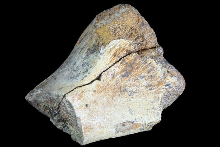 Partial, Pachycephalosaurus Toe Bone (Metatarsal) - North Dakota #88825